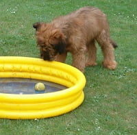 Puppy pakt bal uit water