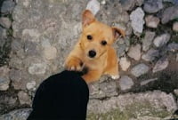 Puppy springt tegen been