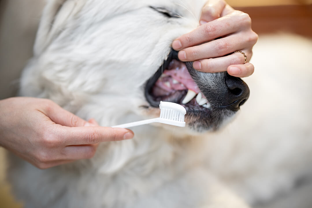 Tandenpoetsen bij je hond