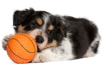 Puppy aan het spelen met klein basketballetje