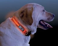 LED hondenveiligheidshalsband