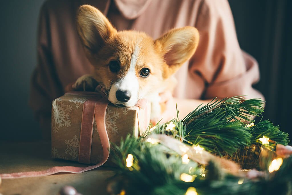 Kerstpakket hond