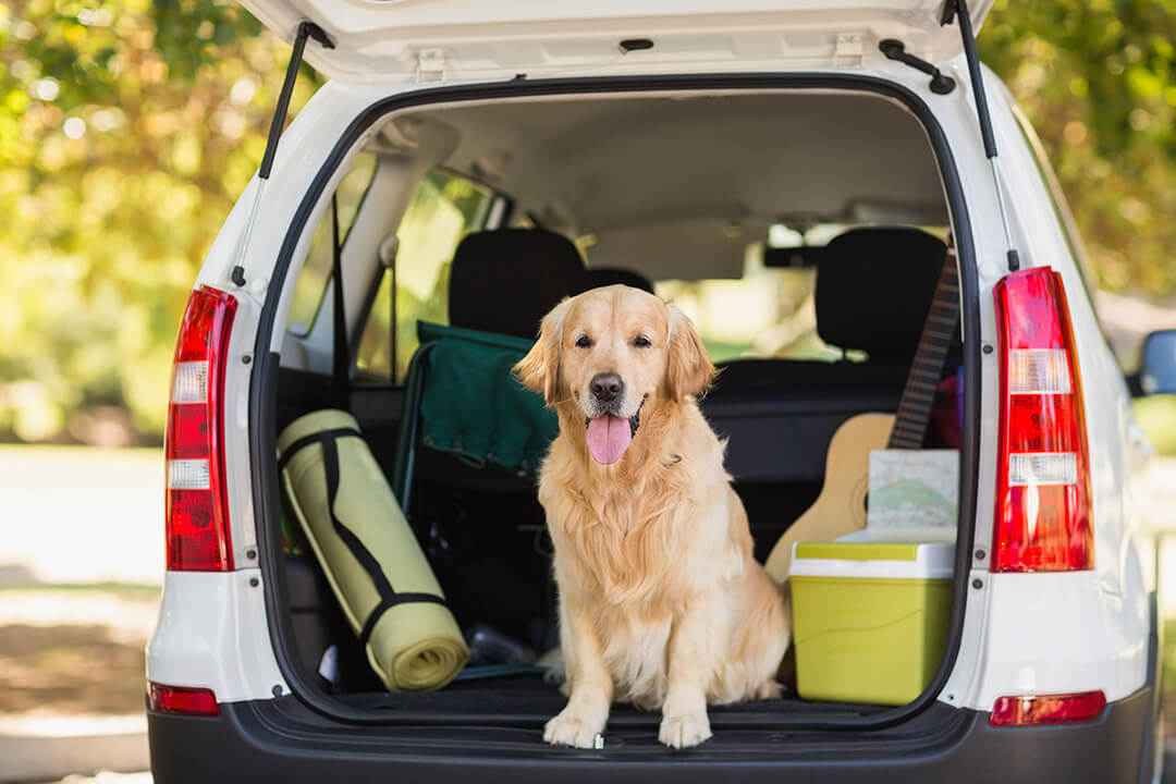 Beweging vergiftigen Vriendin Hond vervoeren in de auto - Pup Opvoeden
