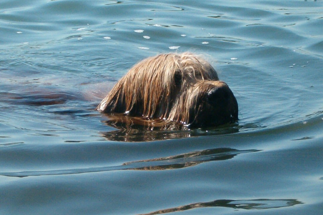 Zwemmende hond - Hoe leer je een hond zwemmen?