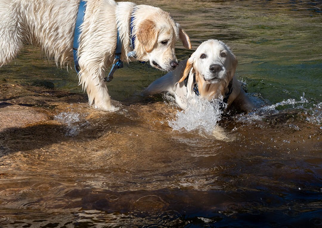 Hond leert hond zwemmen
