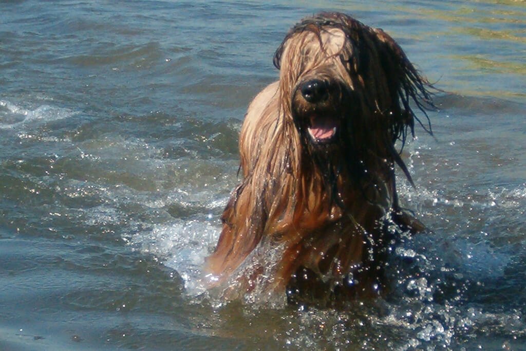 Hond leren zwemmen