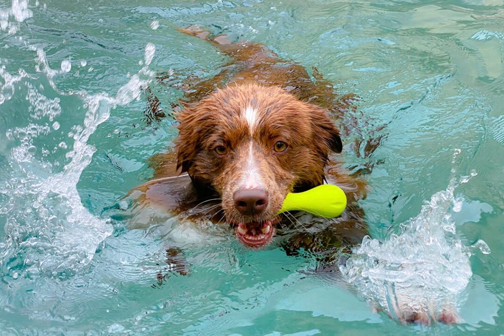 Hond zwemt in zwembad met speeltje