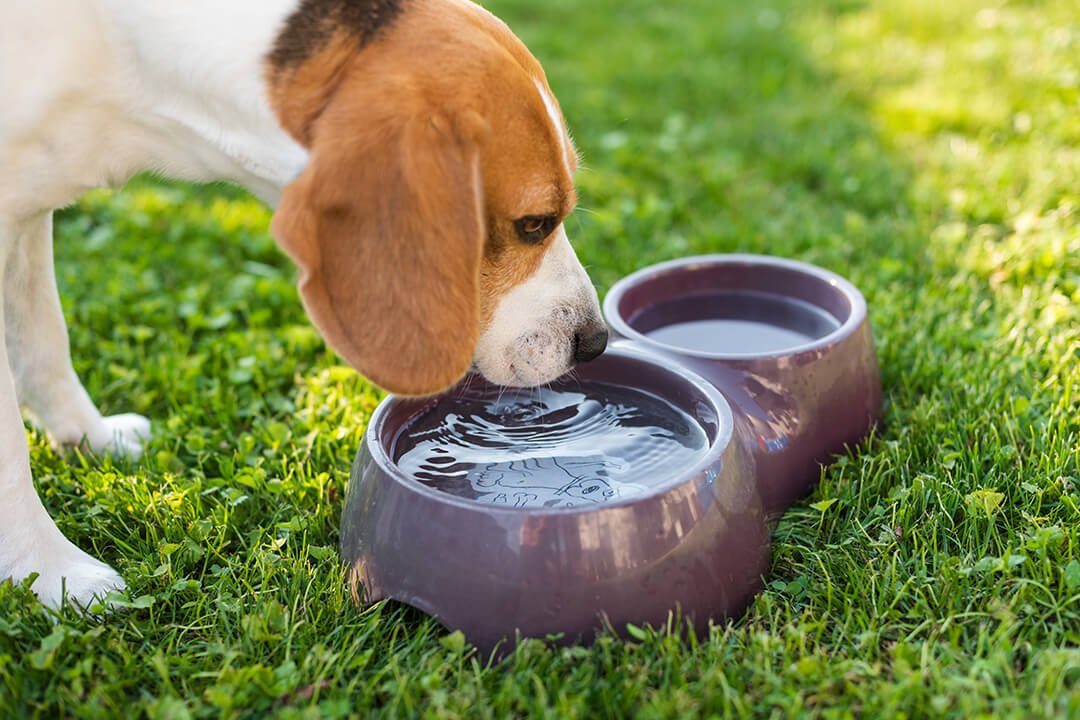 Koud water in de schaduw voor Beagle hond