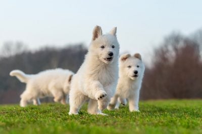 Ontwikkelingsfase hond
