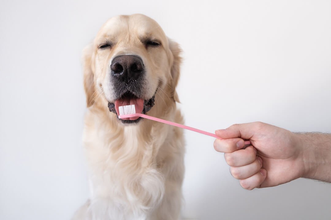 Hond tandenpoetsen aanleren