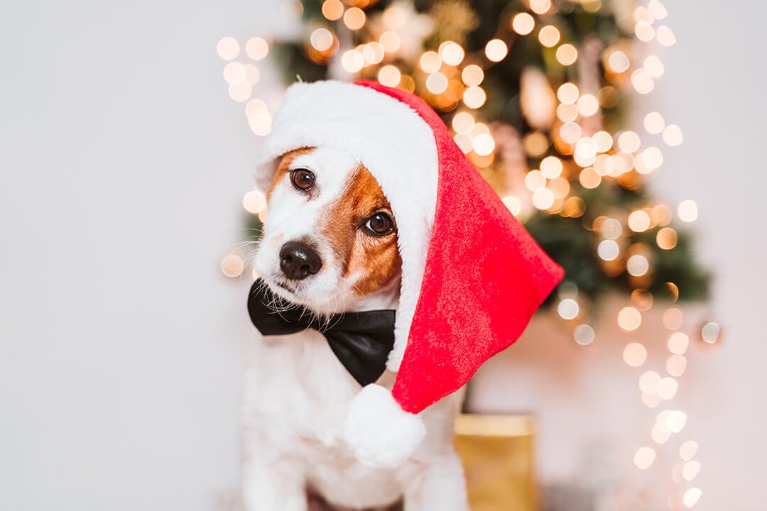 Hond met kerstmuts