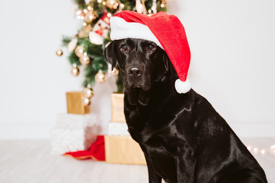 Kerstmuts voor hond