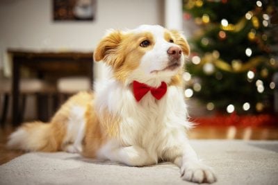 Kerststrik hond