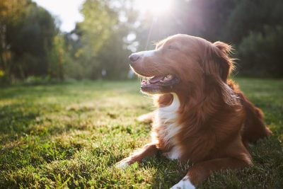 Zonnebrand hond